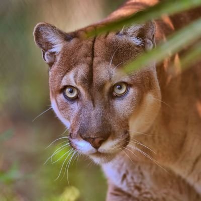 Pantherproteen's profile picture. 