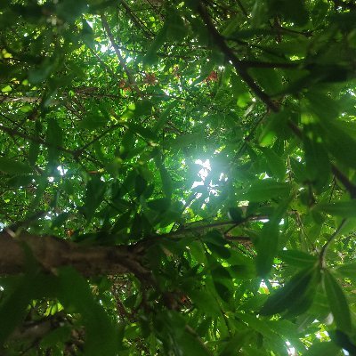 Sicolasm's profile picture. Hai