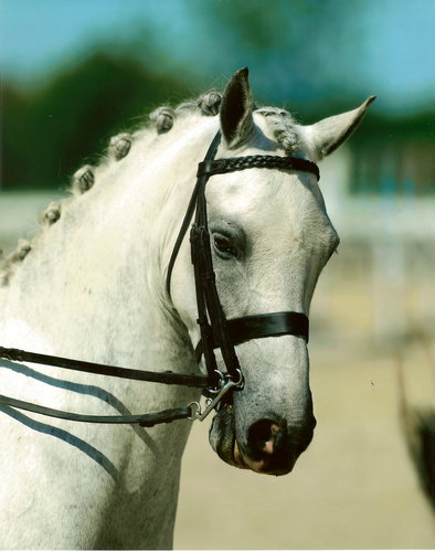 P4UL4RCHER's profile picture. 