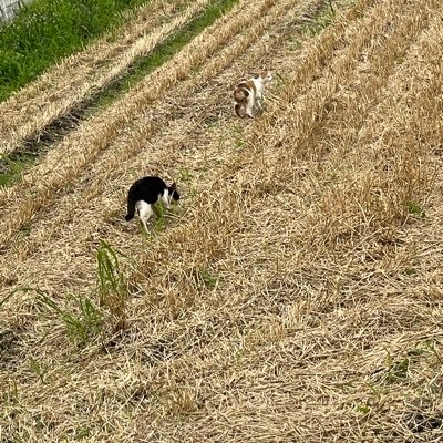 sippo1144514's profile picture. 