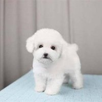 lemon 💕 (@dirhamalamsyah) Twitter profile photo
