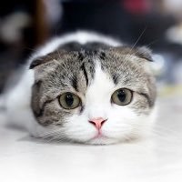 JiÑ (@_raku_jin) 's Twitter Profile