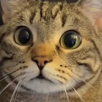 snuff puppy (@scam_puppy) 's Twitter Profile