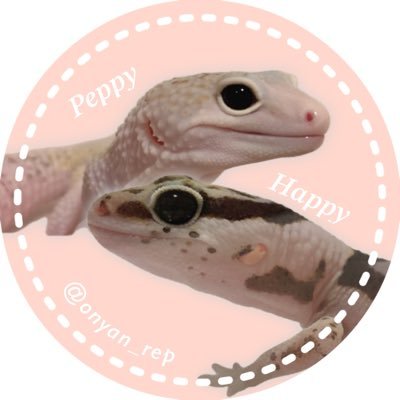 レオパのペッピー(♂)とニシアフのハッピー(♂)を飼育中🦎🦎 ペピハピとの日常を載せまくってます！FF外からのリプ全然OK🙆‍♀️ 気軽に絡んで来て下さい😊 フォロー、リムご自由に🙋‍♀️ ⚠️Unauthorized reproduction prohibited⚠️