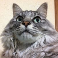 葉っぱ🌿 (@leafmoonmoe) 's Twitter Profile Photo