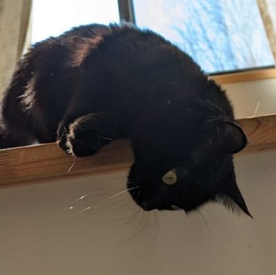 nyankoromochi🍀生まれも育ちも福島県🍀🗼🐱🤍さんのプロフィール画像