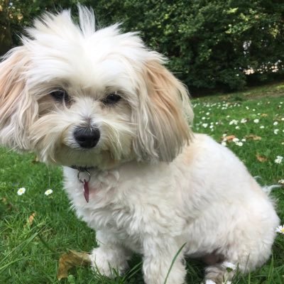 Small Dog Specialist Minder & Walker Battersea Park, London. Licensed, insured, DBS checked, caring mature professional with 5+ years experience.