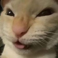 Scary catto (@meow_sus) 's Twitter Profile
