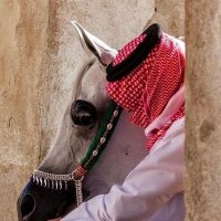 فهد الماجد (@almajedff99) Twitter profile photo