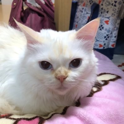 クワガタ採集や 飼育をして19年程です 。 残された命をどう使うかそんな年齢の私ですが人生の浪漫を追いながら過ごしています。所属：Insect Lovers No.1相談役 (代表ノリスさん@primkaza)#自称函館応援隊＃函館グルメ＃吹奏楽部応援＃介護士