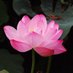 Stately Thoughts ✨🇮🇳🕉️🙏💫 (@statelythoughts) Twitter profile photo Stately Thoughts ✨🇮🇳🕉️🙏💫 (@statelythoughts) Twitter profile photo