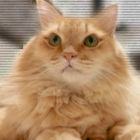 mmm (@ycqolixhtbvyhff) 's Twitter Profile