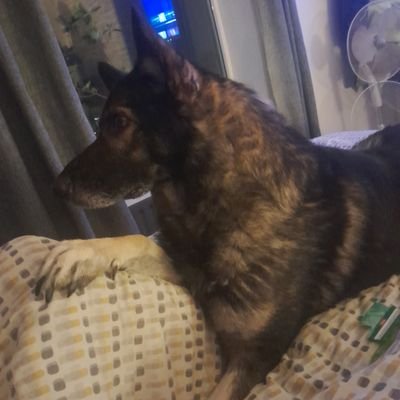 Steven10385685's profile picture. I want my country back. Reform UK 🇬🇧 voter.