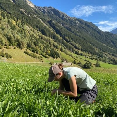 🇫🇷 PhD at Agroscope 🇨🇭 in Grazing Systems Group. 
Project on Drought resistant forage mixtures🌱