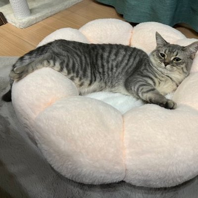 猫が大好きです。猫の遊ぶ姿を見て、癒されました。
家族にもう一匹猫を買いたい。
猫好きにはたまらない。