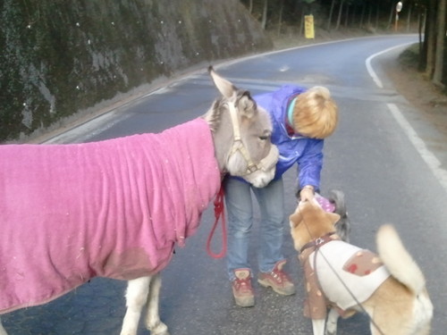 ginkadai's profile picture. ねこ6.いぬ1.07に拾ったハシボソカラスのダイ、0４に迎えたロバの銀花、行き場のない子しか迎えません。合間に機織り木彫しています。震災をきっかけにツイッター始めました。護憲、反自民がわたしの立ち位置です。