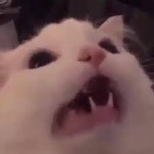 jaydeeemmpee's profile picture. Motor City Kitties 🦁 #26 l Miss St. l 4xAWL                                 It's days like these I curse the Chinese for inventing gunpowder