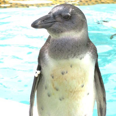 山本太郎さんが旗揚げし多くの人が気づくことができた。
希望を持つことができた。
その力はとてつもなく大きい!
自分のため皆のためにれいわ新選組一択!
歌手では山崎ハコファンです。洋楽はキング・クリムゾン。
年金生活に入りました。
40年間、汗水たらして働いてきたので後は好きにさせて下さい。
【れいわオーナーズ】