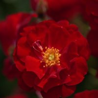 Alexandra A (@alexand39740511) 's Twitter Profile Photo Alexandra A (@alexand39740511) 's Twitter Profile Photo