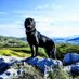 Tao the Doggo (@doggotao) Twitter profile photo Tao the Doggo (@doggotao) Twitter profile photo