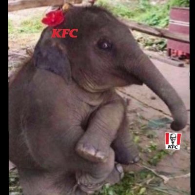 SloveKFC84 Profile Picture