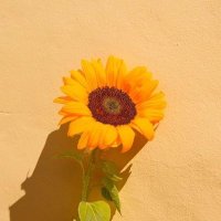 Lyovv (@lyovv) 's Twitter Profile Photo Lyovv (@lyovv) 's Twitter Profile Photo
