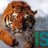 ISF_Animals's profile image