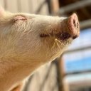 Sarah Oliver - @SarahOlive76866 - Twitter