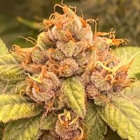 Beanz 2blazed (@beanz2blazed) 's Twitter Profile