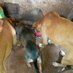 Harriet bena dogs shelter (@preciousha6338) Twitter profile photo Harriet bena dogs shelter (@preciousha6338) Twitter profile photo