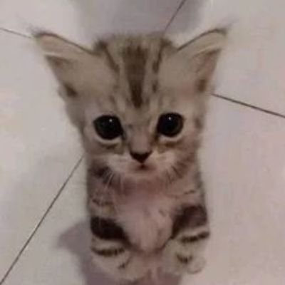 femboypeke's profile picture. holis bienvenido jeje 💖por favor leer fijado o  me muero💖
P.D: mi culo es igual de virgen uwu
vendo contenido bonito rico y barato https://t.co/7BLSZIA14l