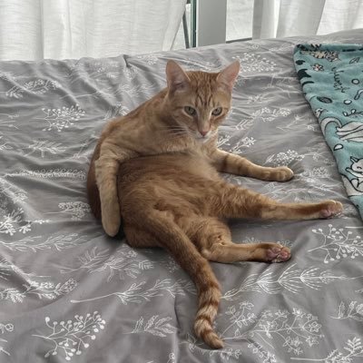 Militante de Willy Wanka/ William Wallace / Cat Dad/ en busca del respeto