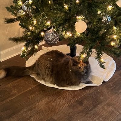 MitchMortier's profile picture. Eastern Michigan Eagle | Alumni of TKE-Delta Pi |