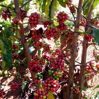 Azibeats1's profile picture. Professional Agricultural Extensionist/General Manager Mannya Coffee☕, Coffee roaster/Barista. Place your orders today! +256701296693
