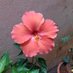 P.Neelima (@pneelima4) Twitter profile photo P.Neelima (@pneelima4) Twitter profile photo