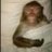 ayshah_lawrence's profile image