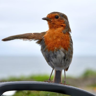 鳥好きな人