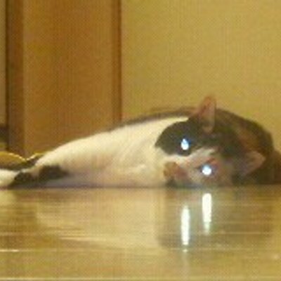 鳥軟骨