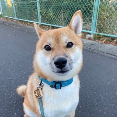 gray816green214's profile picture. 1戸建てに引っ越しし、念願だった豆柴（2019.3.12♂）を飼い始めました(^ ^) 名は大和（ヤマト）。少しずつですが日常をあげていきます！気軽にフォローして下さい😊