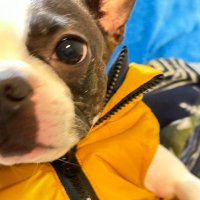 柴犬わんこ (@shibakenwanco) 's Twitter Profile