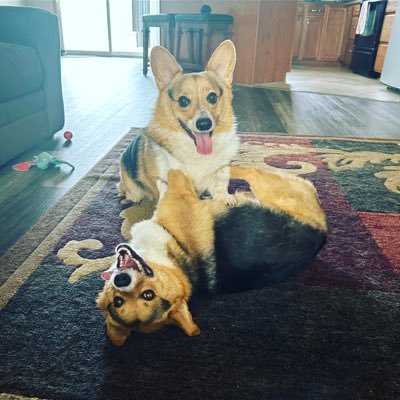 The adventures of Corgi’s named Rin and Yomps!! Follow our Instagram for videos and shenanigans. Smile Always, it will make your day better!!!
