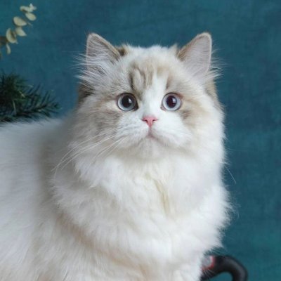naaaako2525's profile picture. 猫を愛するアラサー女子🐱 韓国 美容 整形 など