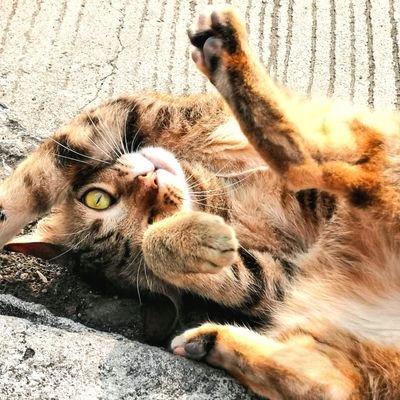 Shima207's profile picture. アメリカとタイ約10年の居住経験を経て帰国後、母国の風土や文化が一番しっくりすると悟った老境のお一人様。
悪政が蔓延り混沌とした社会を憂うも、あの世からお迎えが来るまでピンコロ目指して質素に逞しく生きて行く。
コロワク非接種。
Pescatarian,
Kazetarian( beginner)