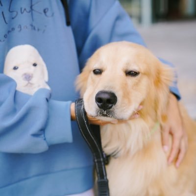 びすけ物語ゴールデンレトリバーさんのプロフィール画像