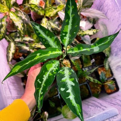 アカウント分けました！ 本垢@DBT_BRACKISH Aglaonema,Pachypodium,Agave,Monstera... #チームイシスの野望 No.46