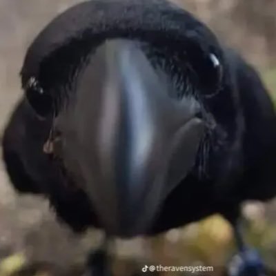 carlosthenika's profile picture. 