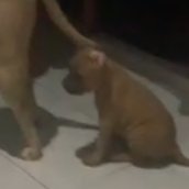 FLASHINGLIGHT_'s profile picture. 