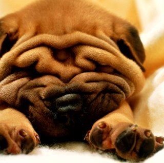 kileydog's profile picture. childlike in adult body.   strong believer of paranormal and fan of blue jays and maple leafs