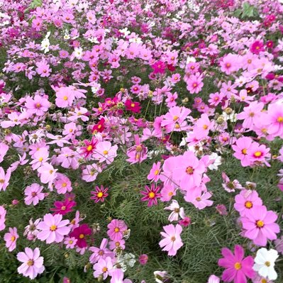 埼玉県春日部市🌸武里駅西口の暮らし図書室オーナー🌸好きな食べ物はお蕎麦です🍶🌸子育て奮闘中🌸子育て支援🌸フォローはどうぞご自由に😊Instagramはこちらです↓🌸