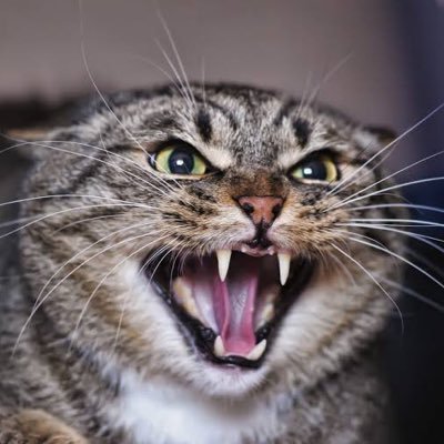 angrycat28 Profile Picture